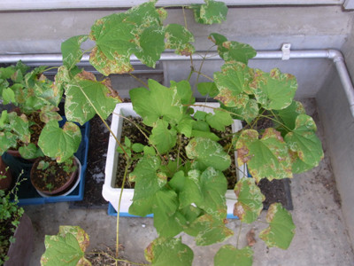f:id:Naturalhistory:20110705165319j:image