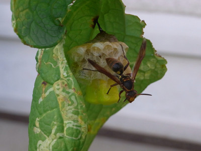 f:id:Naturalhistory:20110705165437j:image