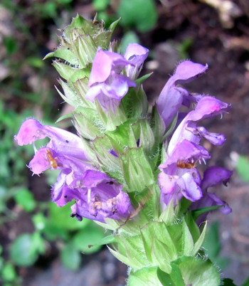 f:id:Naturalhistory:20110706104243j:image