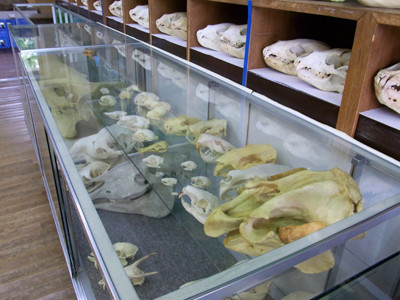 f:id:Naturalhistory:20110707165516j:image