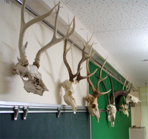 f:id:Naturalhistory:20110709182211j:image