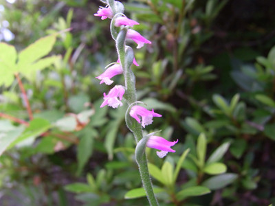 f:id:Naturalhistory:20110710163344j:image f:id:Naturalhistory:20110710163344j:image
