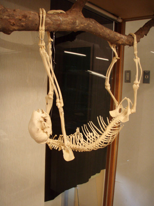 f:id:Naturalhistory:20110712172505j:image