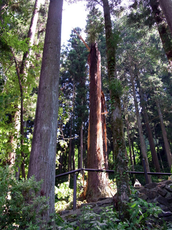 f:id:Naturalhistory:20110713142643j:image f:id:Naturalhistory:20110713142643j:image