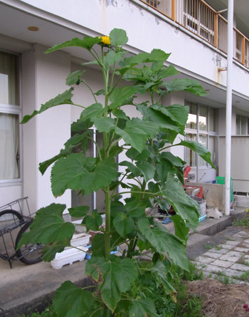 f:id:Naturalhistory:20110714175201j:image f:id:Naturalhistory:20110714175201j:image