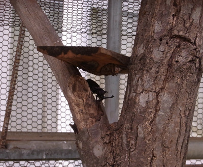 f:id:Naturalhistory:20110718135150j:image