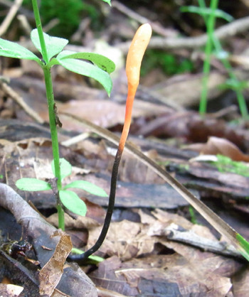 f:id:Naturalhistory:20110719092926j:image