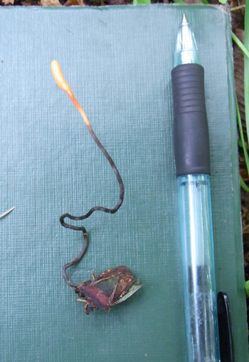 f:id:Naturalhistory:20110719093158j:image