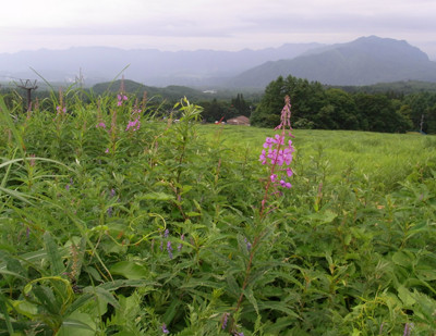 f:id:Naturalhistory:20110722101448j:image