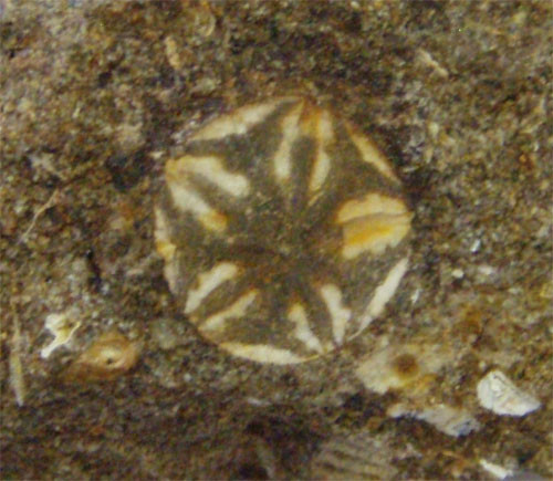 f:id:Naturalhistory:20110722162826j:image