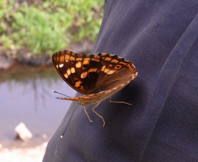 f:id:Naturalhistory:20110723115418j:image