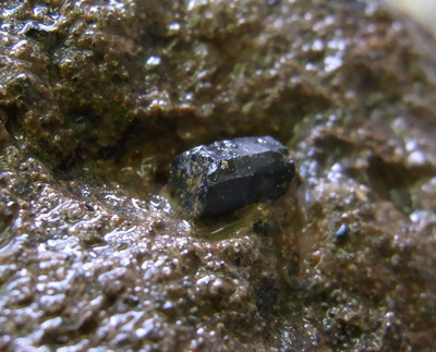 f:id:Naturalhistory:20110726150544j:image