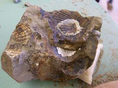 f:id:Naturalhistory:20110726150909j:image