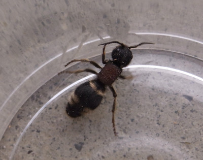 f:id:Naturalhistory:20110726160449j:image