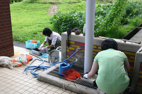 f:id:Naturalhistory:20110731165312j:image