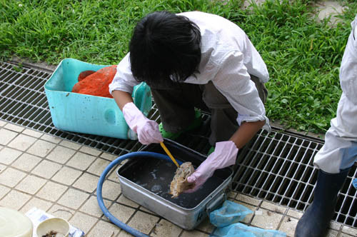 f:id:Naturalhistory:20110731165336j:image
