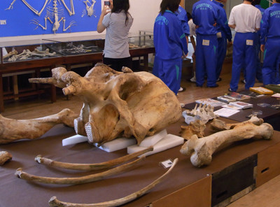 f:id:Naturalhistory:20110803100226j:image f:id:Naturalhistory:20110803100226j:image