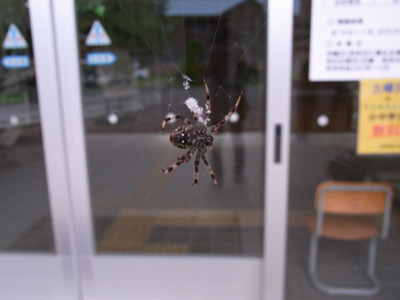 f:id:Naturalhistory:20110805183226j:image