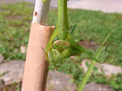 f:id:Naturalhistory:20110807101155j:image