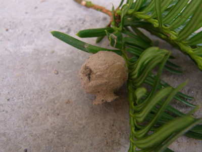 f:id:Naturalhistory:20110807112926j:image