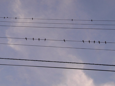 f:id:Naturalhistory:20110809173810j:image f:id:Naturalhistory:20110809173810j:image