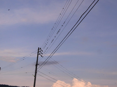 f:id:Naturalhistory:20110809173848j:image f:id:Naturalhistory:20110809173848j:image