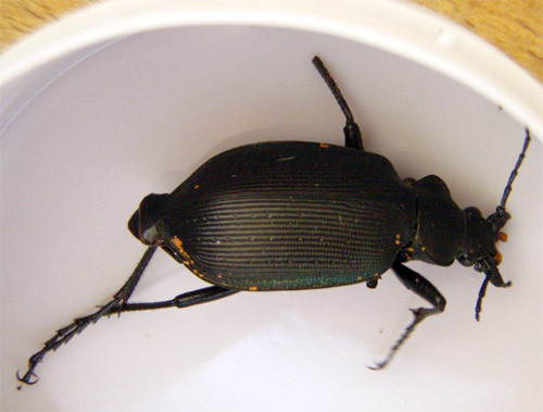 f:id:Naturalhistory:20110813170840j:image