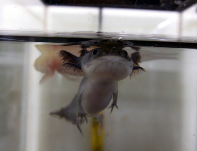 f:id:Naturalhistory:20110814172009j:image f:id:Naturalhistory:20110814172009j:image