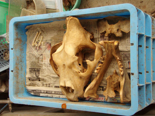 f:id:Naturalhistory:20110816164335j:image