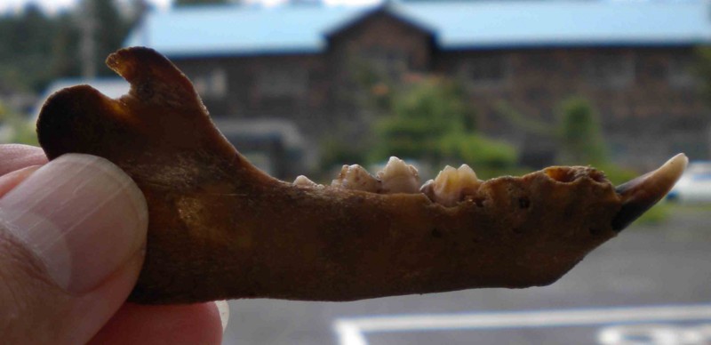 f:id:Naturalhistory:20110820161033j:image
