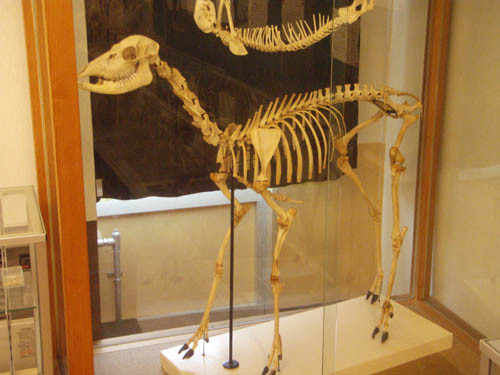 f:id:Naturalhistory:20110824171106j:image