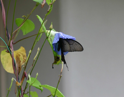 f:id:Naturalhistory:20110825154512j:image f:id:Naturalhistory:20110825154512j:image