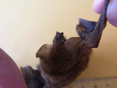 f:id:Naturalhistory:20110928092409j:image