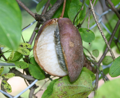 f:id:Naturalhistory:20111005103342j:image
