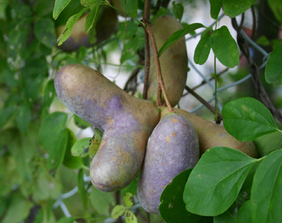 f:id:Naturalhistory:20111005103934j:image