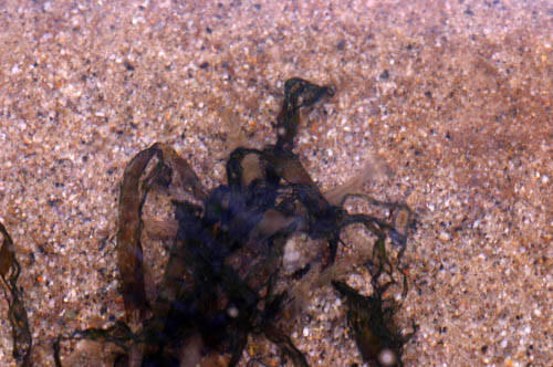 f:id:Naturalhistory:20111015114535j:image
