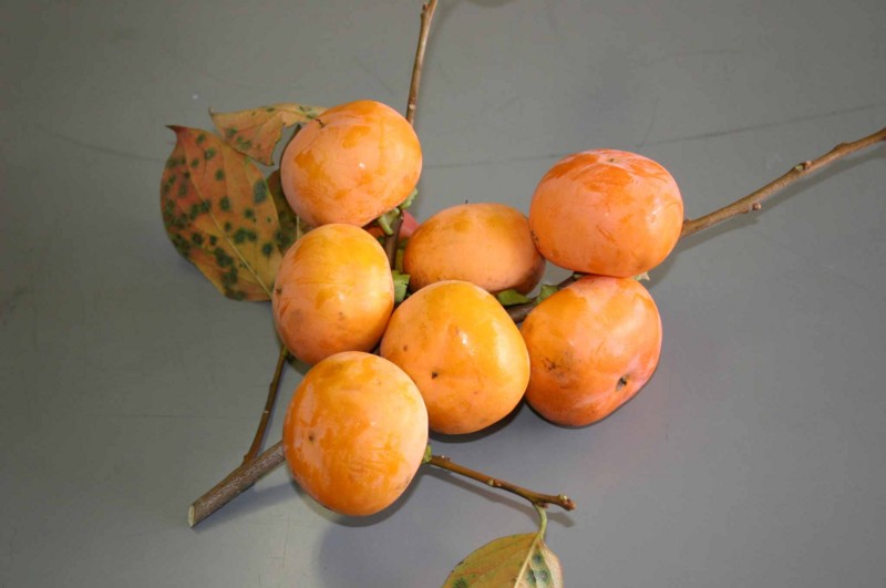 f:id:Naturalhistory:20111018144516j:image