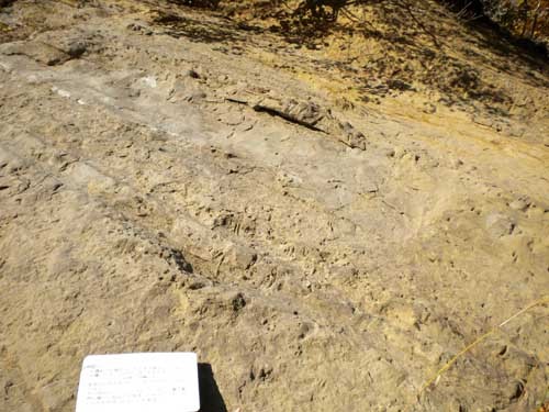 f:id:Naturalhistory:20111019141054j:image