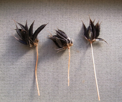 f:id:Naturalhistory:20111019143743j:image
