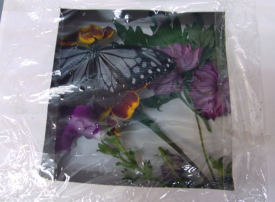 f:id:Naturalhistory:20111020170700j:image