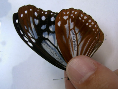 f:id:Naturalhistory:20111020171134j:image