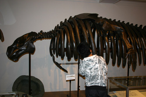 f:id:Naturalhistory:20111022131820j:image