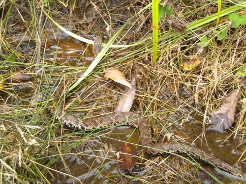 f:id:Naturalhistory:20111025095148j:image