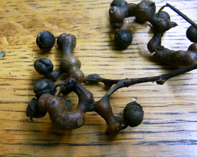f:id:Naturalhistory:20111025172145j:image