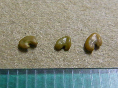 f:id:Naturalhistory:20111026171012j:image