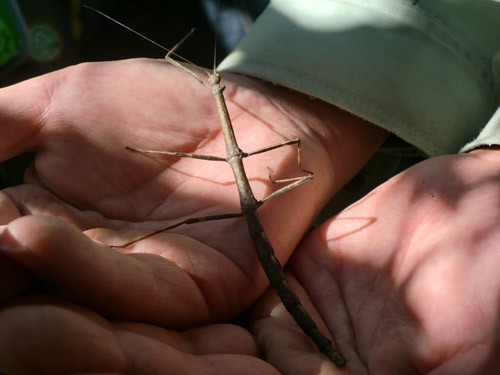 f:id:Naturalhistory:20111028110340j:image