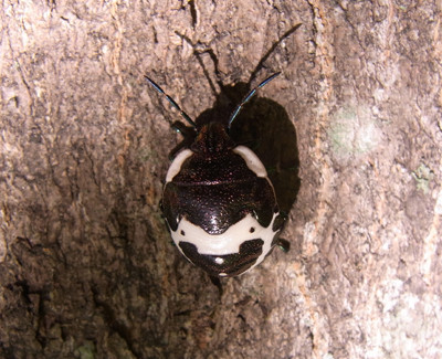 f:id:Naturalhistory:20111029114947j:image