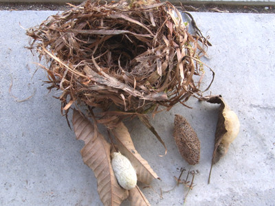 f:id:Naturalhistory:20111029163110j:image