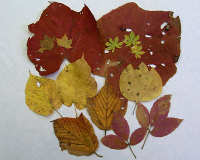f:id:Naturalhistory:20111029164900j:image