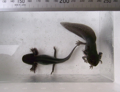 f:id:Naturalhistory:20111030163814j:image